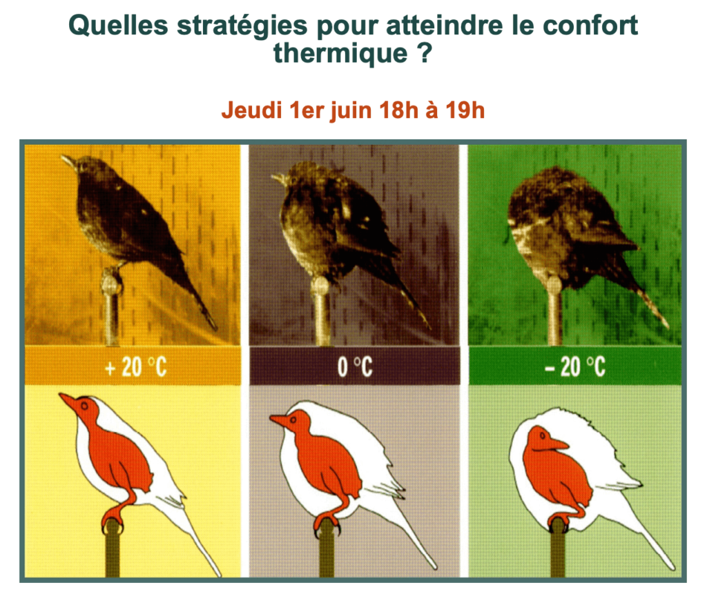 Confort thermique - Webinaire Maison du Passif