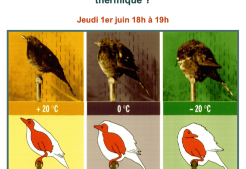 Confort thermique - Webinaire Maison du Passif